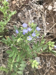 Polemonium californicum