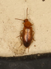 Allopoda