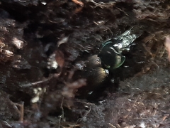 Megadromus antarcticus