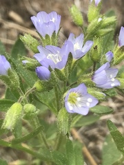 Polemonium californicum