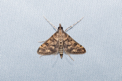 Dolicharthria bruguieralis