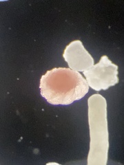 Foraminifera
