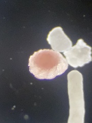 Foraminifera