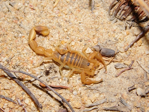 Common Lesser-Thicktail Scorpion