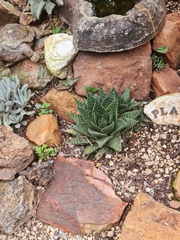 × Gasteraloe