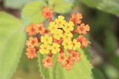 Lantana horrida