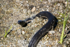 Thamnophis validus celaeno