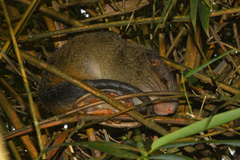 Dactylomys dactylinus