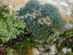 Scoliciosporum umbrinum