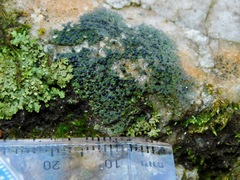 Scoliciosporum umbrinum
