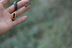 Diadophis punctatus punctatus