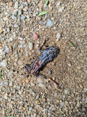 Kassina senegalensis