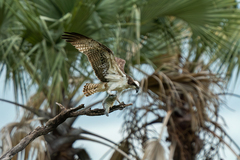 Oreochromis shiranus