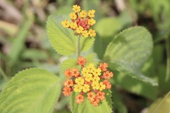 Lantana horrida