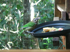 Ailuroedus maculosus