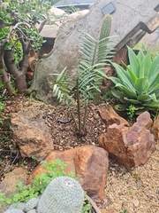 Encephalartos manikensis