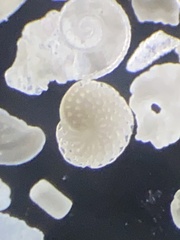 Foraminifera