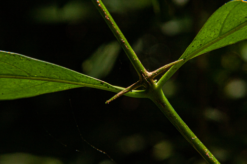 Canthium inerme image