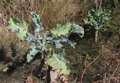 Brassica oleracea