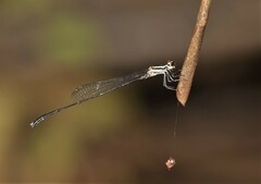 Elattoneura analis