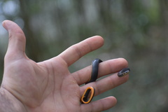 Diadophis punctatus punctatus