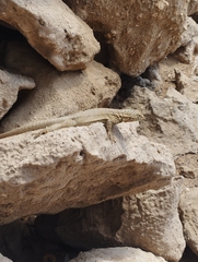 Microlophus theresioides