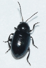 Hermaeophaga cicatrix