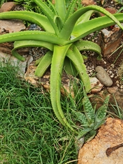 Aloe vanbalenii