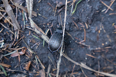 Carabus hortensis