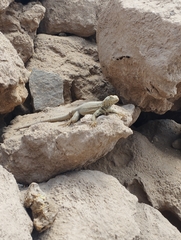 Microlophus theresioides