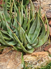 Aloe cryptopoda