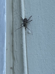 Hexatricha pulverulenta