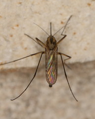 Aedes trivittatus