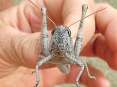 Schistocerca rubiginosa