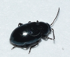 Hermaeophaga cicatrix