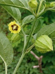 Physalis virginiana