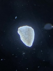 Foraminifera