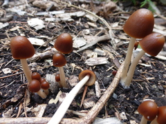 Psathyrella atrospora