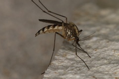 Aedes trivittatus
