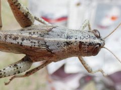 Schistocerca rubiginosa