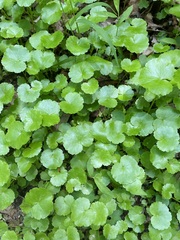 Hydrocotyle americana