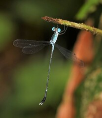 Lestes praevius