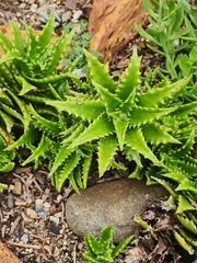 Aloe cameronii
