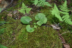 Viola selkirkii