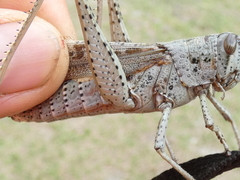 Schistocerca rubiginosa