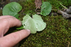 Viola selkirkii