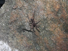 Liocranum rupicola