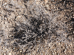 Artemisia spinescens