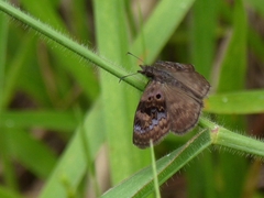 Chiomara basigutta