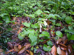 Symphytum grandiflorum